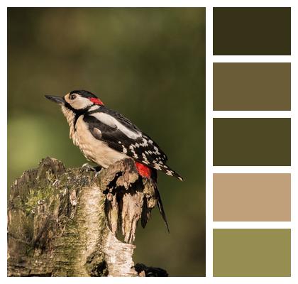 Great Spotted Woodpecker Bird Forest Image